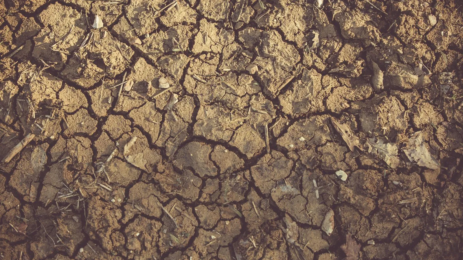 Terra rachada pela seca