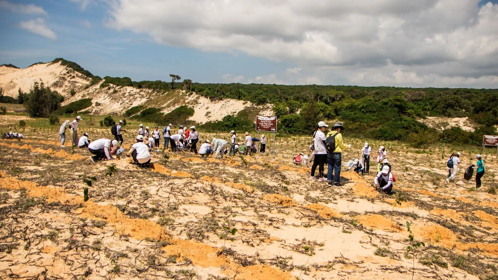 Voluntários plantando árvores