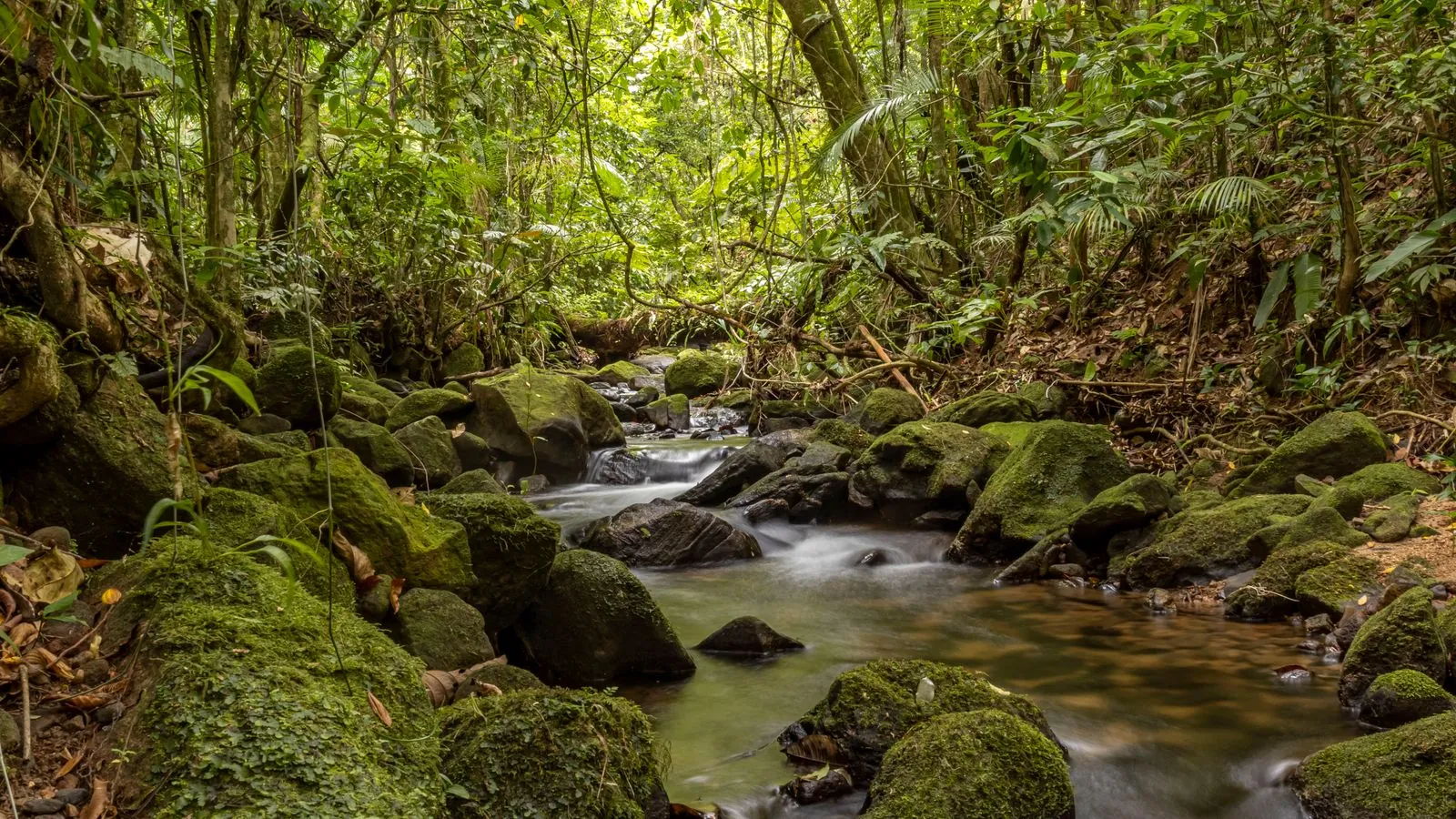 Rio atravessando a floresta tropical
