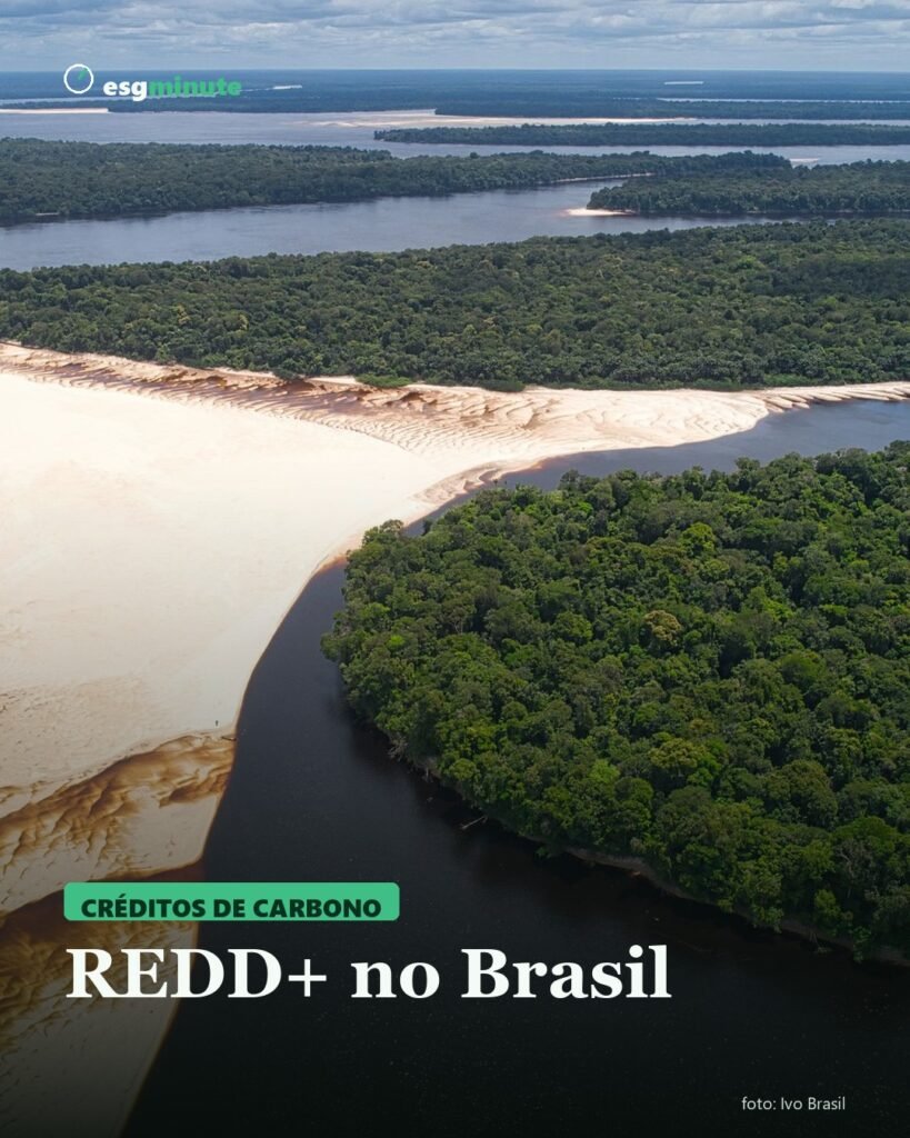 REDD+ no Brasil