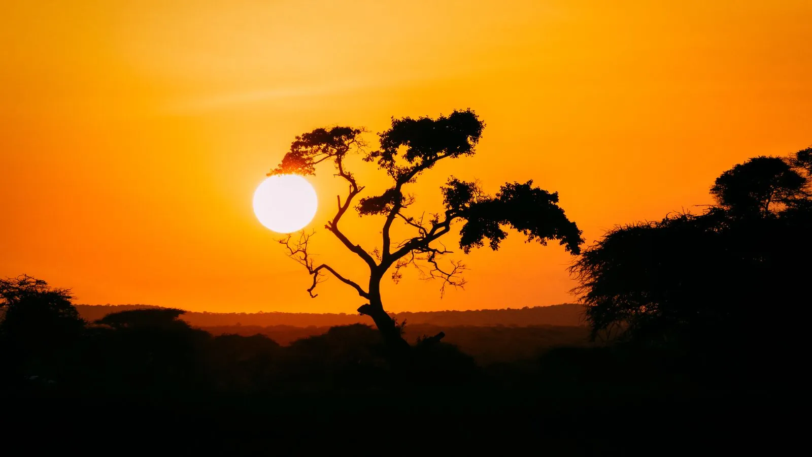 Árvores na savana africana