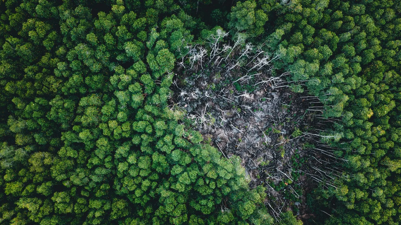 Vista aérea de área desmatada