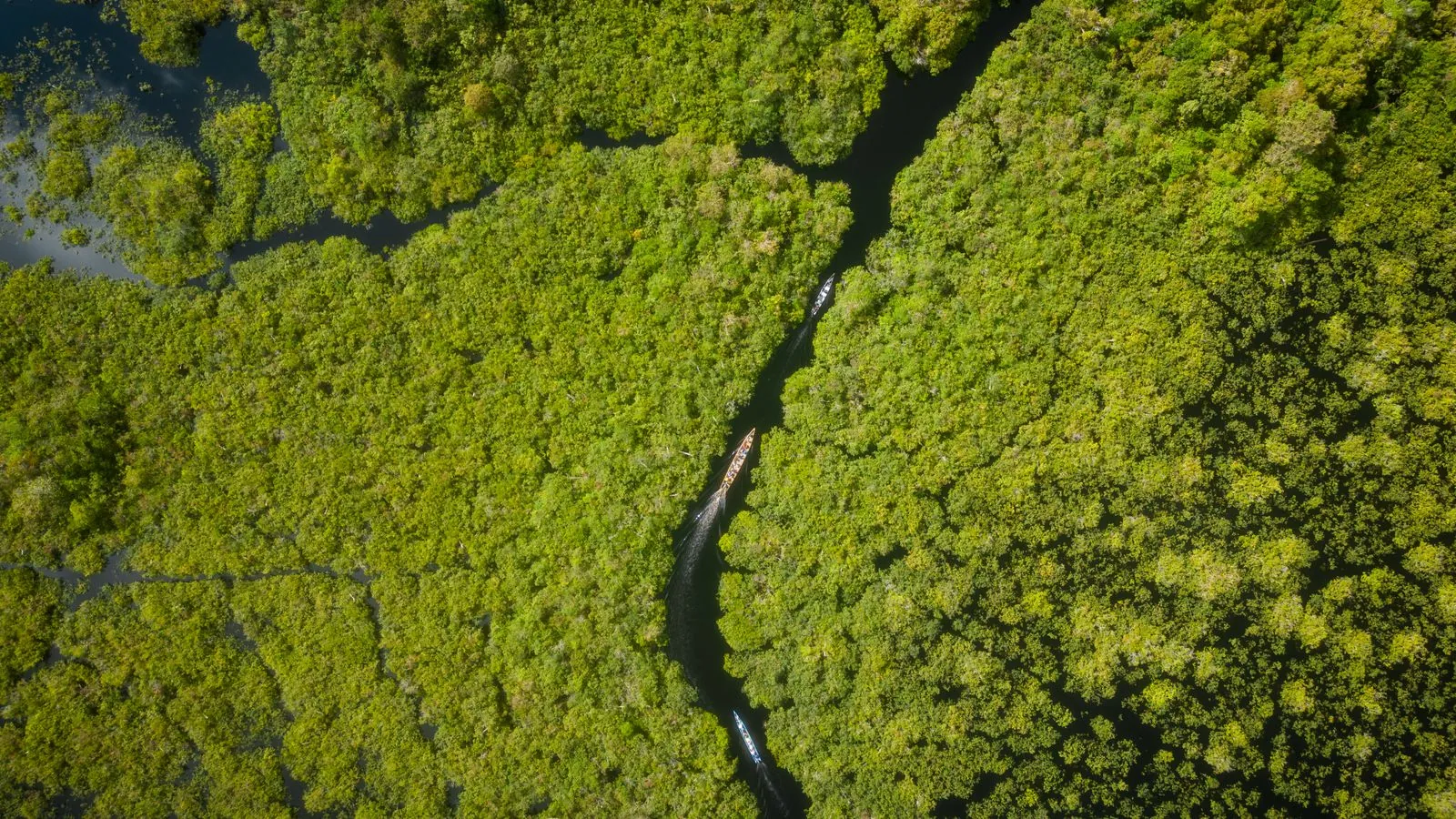 Floresta tropical na Indonésia