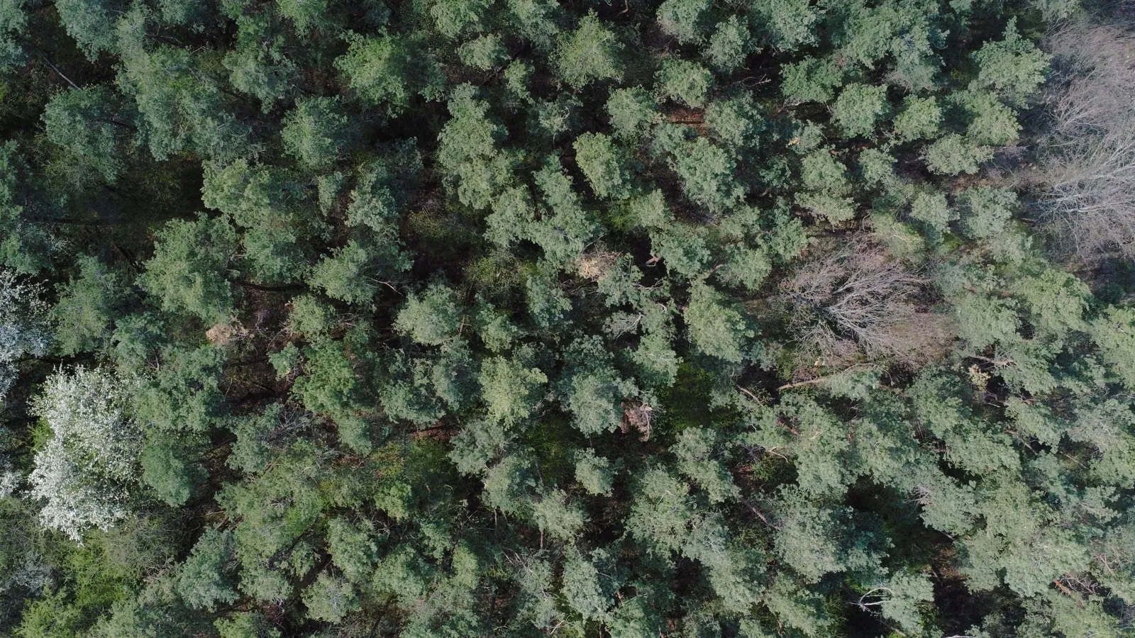 Vista aérea de floresta de pinheiros