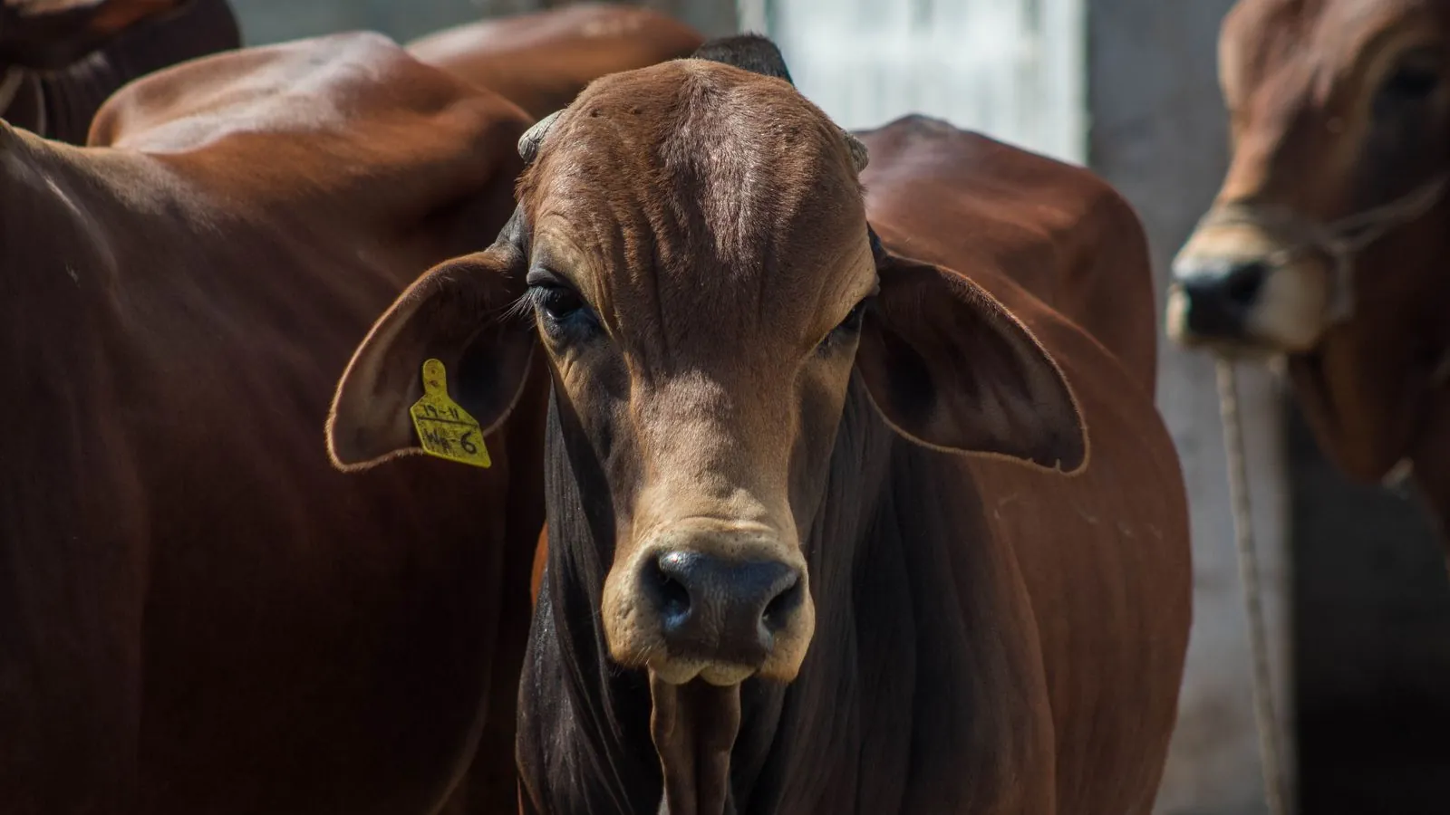 Gado numa fazenda