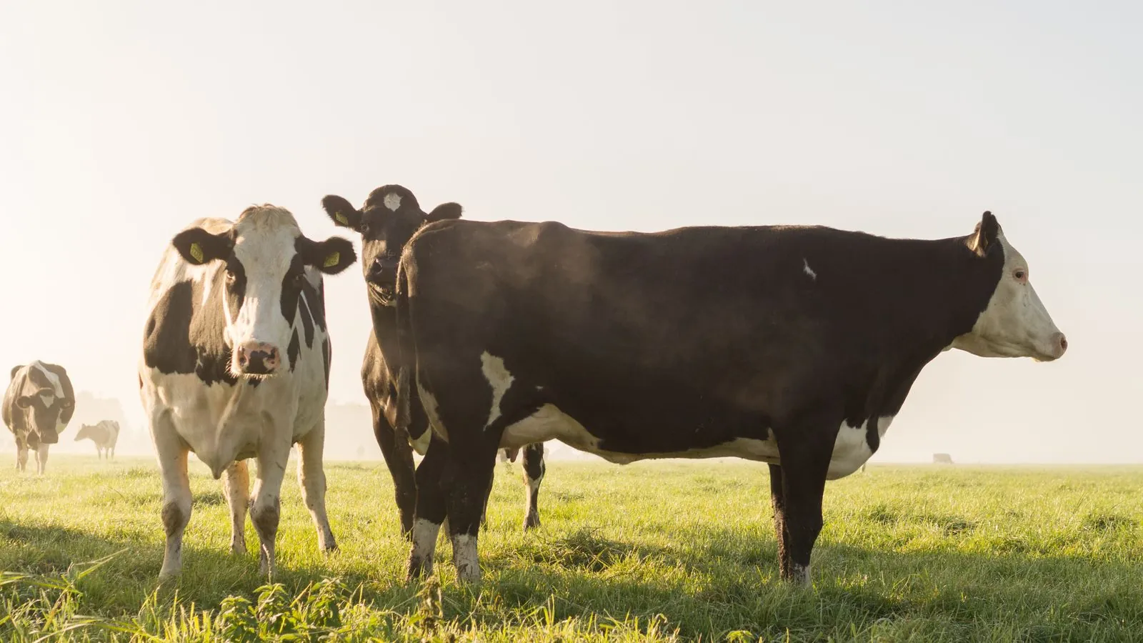 Vacas leiteiras no pasto